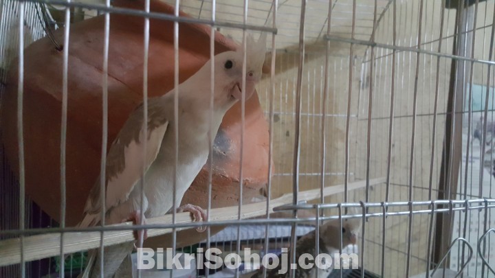 Cockatiel dim shoho